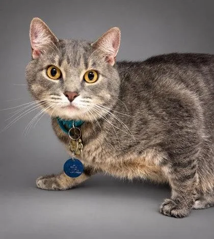 An adult large-sized male Domestic Short Hair cat named Gizmo for adoption in Bowling Green, KY