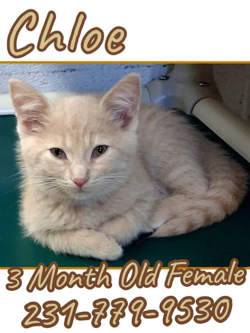 A baby medium-sized female Domestic Short Hair cat named Chloe for adoption in Cadillac, MI