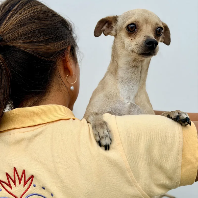 A young small-sized male Chihuahua dog named Nugget for adoption in Manvel, TX