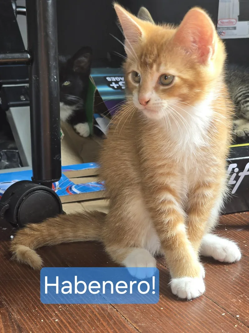 A baby small-sized male Orange & White Domestic Short Hair cat named Habanero for adoption in Kent, OH