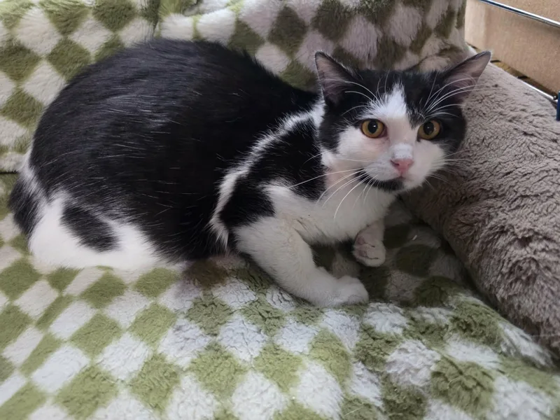 A baby medium-sized female Black & White / Tuxedo Domestic Short Hair cat named Dodge for adoption in Overland Park, KS