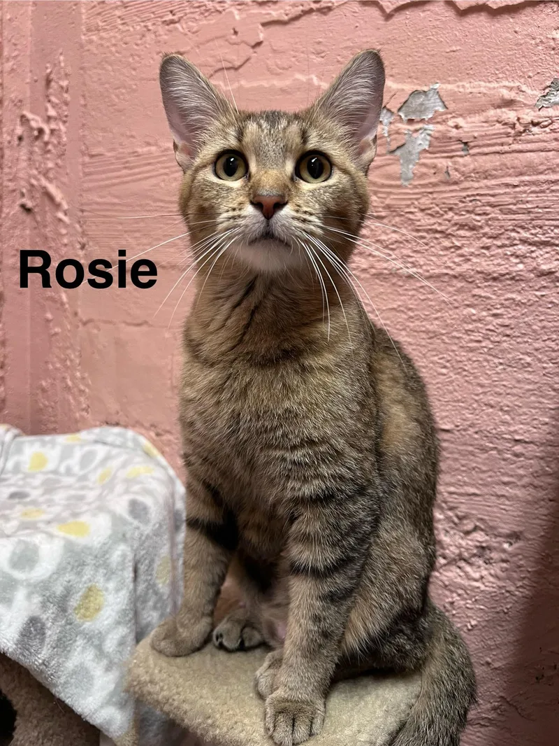 An adult medium-sized female Tabby (Buff / Tan / Fawn) Tabby cat named Rosie for adoption in Muncie, IN