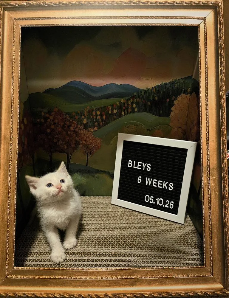 Bleys thumbnail 2