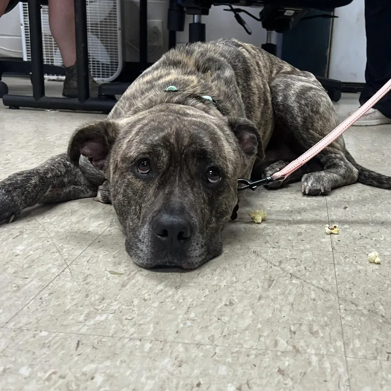 An adult medium-sized male Brindle Pit Bull Terrier dog named Sweet Boy for adoption in East Saint Louis, IL