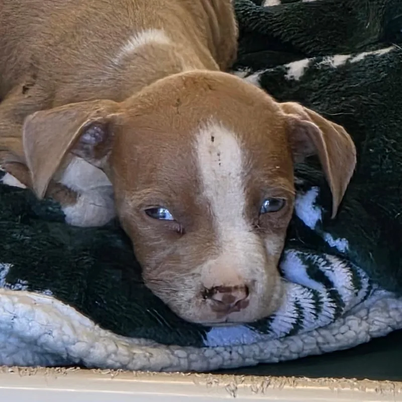 A baby small-sized female Yellow / Tan / Blond / Fawn Terrier dog named Presley for adoption in Bronson, FL
