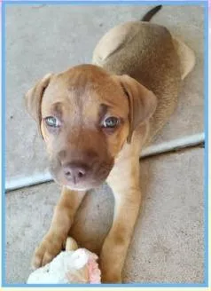 A baby small-sized female Labrador Retriever dog named Sienna for adoption in Mesa, AZ