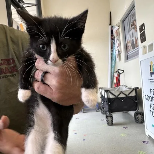 A baby small-sized female Black Domestic Short Hair cat named Samoas for adoption in Wilmington, DE