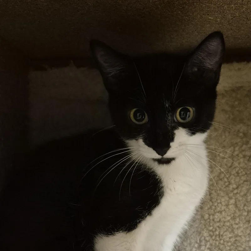 A young small-sized female Domestic Short Hair cat named Scampi for adoption in Schertz, TX