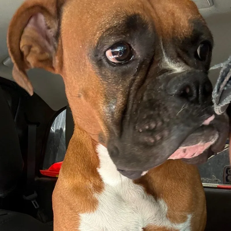 An adult large-sized male Yellow / Tan / Blond / Fawn Boxer dog named Buzz for adoption in Lakehead, CA