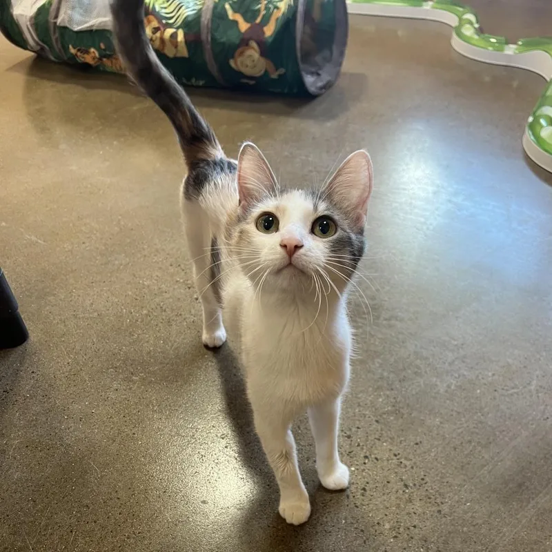 An adult medium-sized female Calico Domestic Short Hair cat named Princess Peach for adoption in Wadena, MN