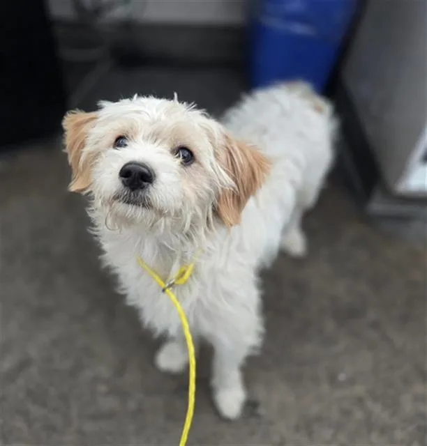 A young small-sized male Mixed Breed dog named Scruffles for adoption in Dallas, TX