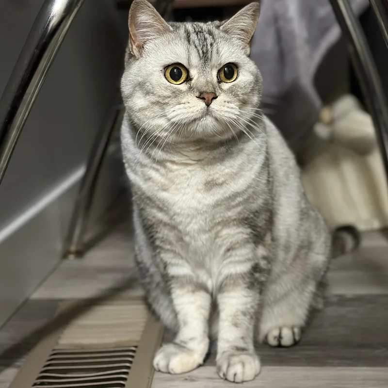 A senior medium-sized female Tabby (Gray / Blue / Silver) Scottish Fold cat named Narcissa for adoption in Victor, NY