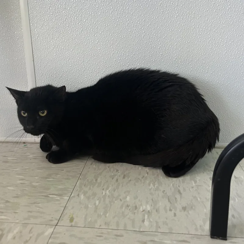 A young medium-sized male Black Domestic Short Hair cat named Silvermist for adoption in Binghamton, NY