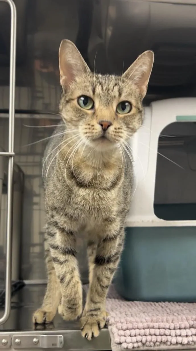 A young medium-sized male Tabby (Brown / Chocolate) Domestic Short Hair cat named Lug nut for adoption in Montville, NJ