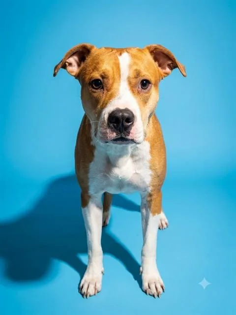 A young medium-sized female Mixed Breed dog named Sasha for adoption in Jacksonville, FL