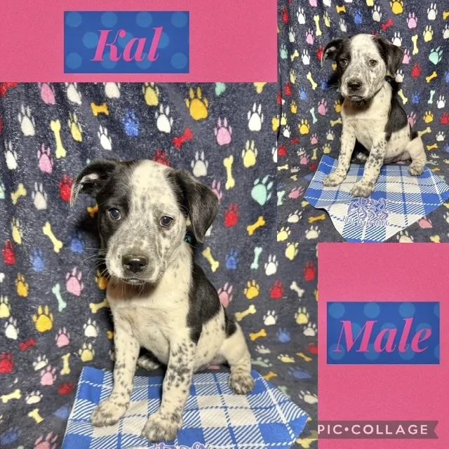 Kal