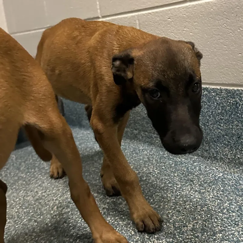 A baby medium-sized male Brown / Chocolate Belgian Shepherd / Malinois dog named Vap for adoption in Greensboro, NC