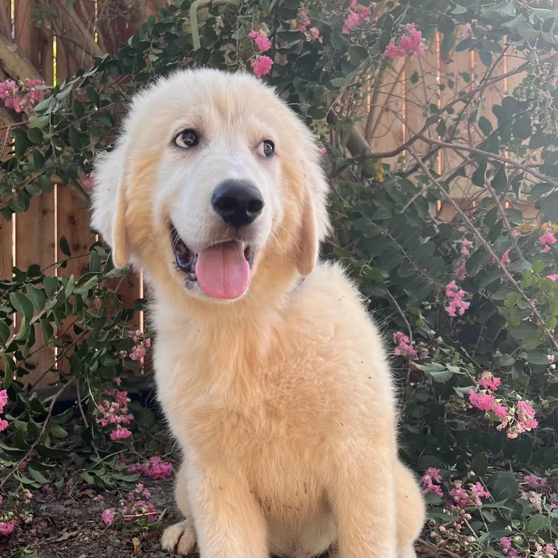 A baby large-sized male White / Cream Great Pyrenees dog named Tootsie for adoption in Spring, TX