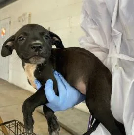 A baby medium-sized female Mixed Breed dog named Saturn for adoption in West Chester, PA