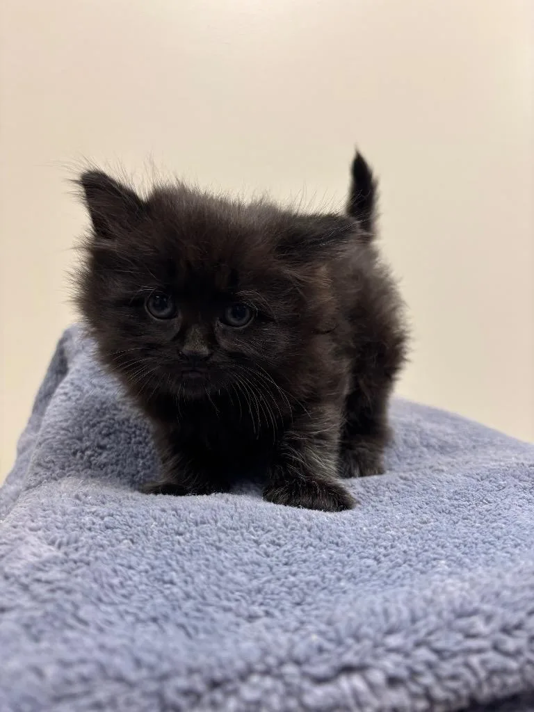 A baby small-sized female Domestic Short Hair cat named Boo for adoption in Liverpool, NY