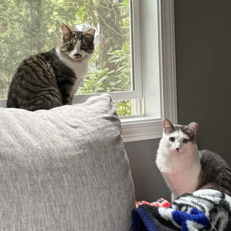 Bonnie & Benji thumbnail 2