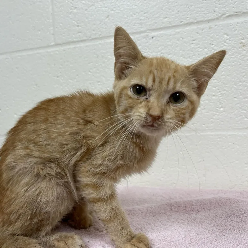 A baby small-sized female Orange / Red Domestic Short Hair cat named Swoope Orange for adoption in Verona, VA