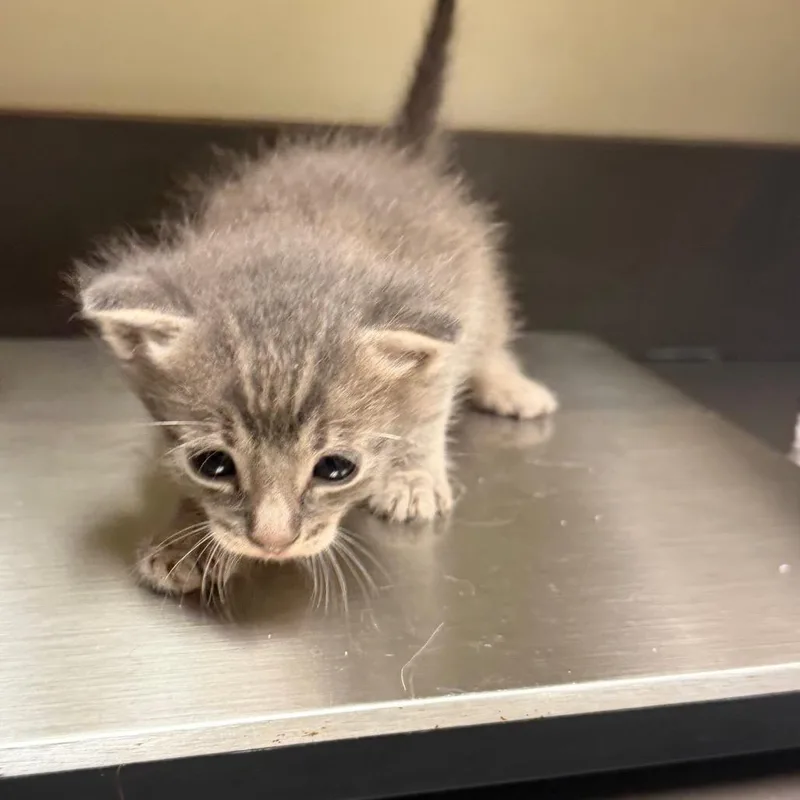 A baby small-sized male Gray / Blue / Silver Domestic Short Hair cat named StraySouthLumpkinRoad_ for adoption in Columbus, GA