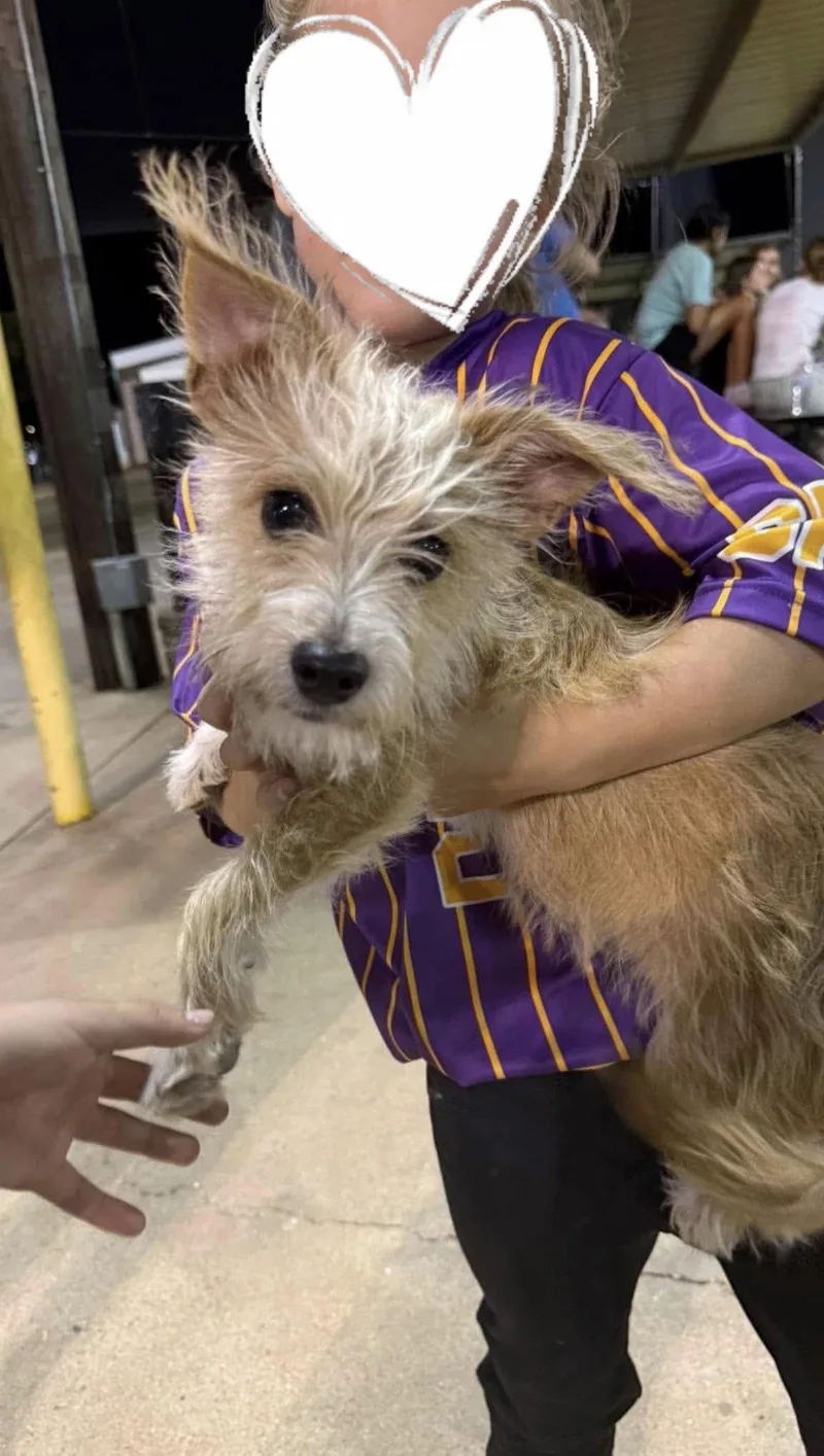 A baby small-sized male Terrier dog named Dillon for adoption in Grafton, WI