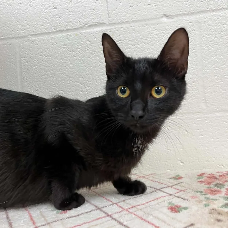 A young medium-sized female Black Domestic Short Hair cat named Svasstray for adoption in Lyndhurst, VA