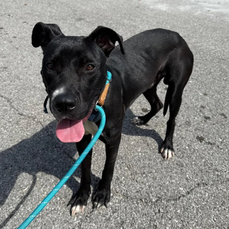 Pugsley Addams thumbnail 2