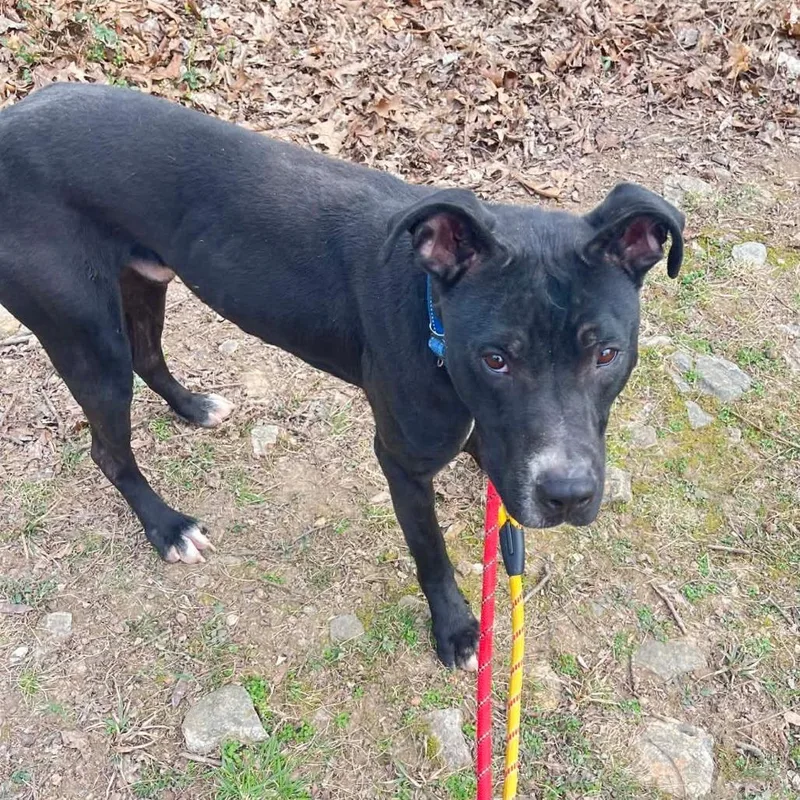 Pugsley Addams thumbnail 4