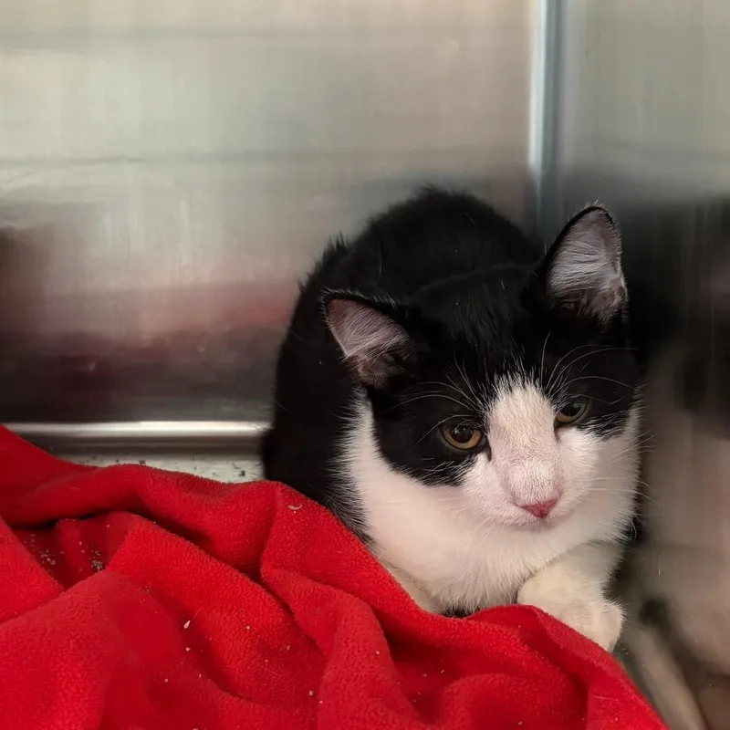 A baby small-sized male White Domestic Short Hair cat named Eddie for adoption in West Des Moines, IA