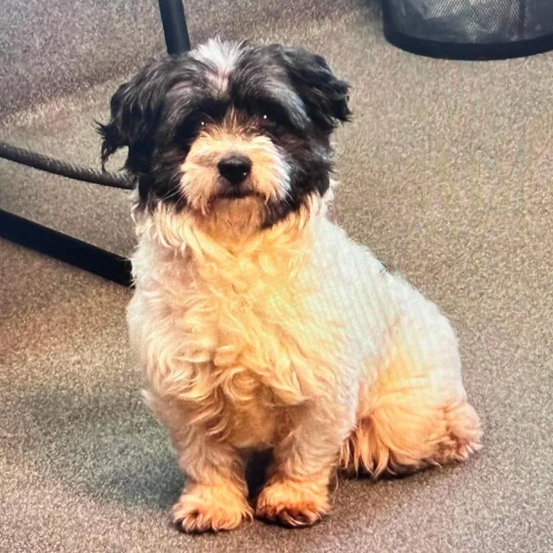 An adult small-sized male Black Mixed Breed dog named Pluto for adoption in Fredericksburg, VA