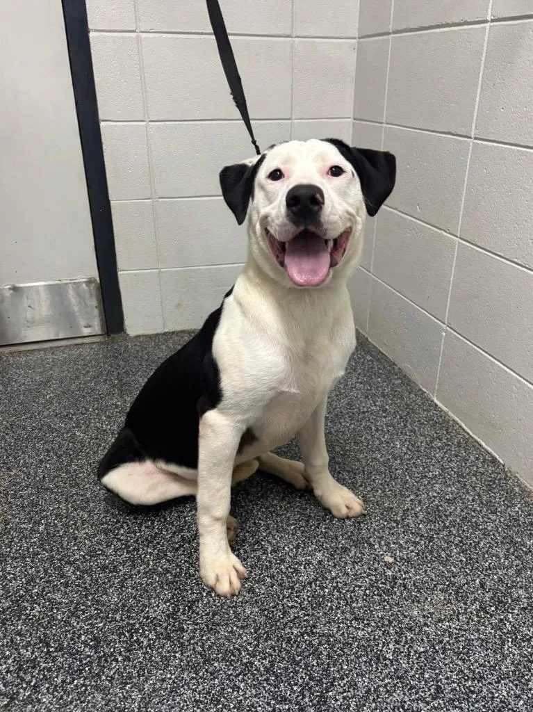 A baby large-sized male Mixed Breed dog named D Breezy for adoption in Tifton, GA