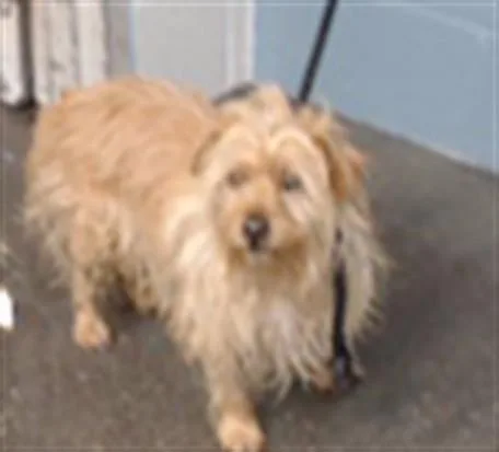 A young medium-sized male Yorkshire Terrier dog named Shaggy for adoption in Downey, CA
