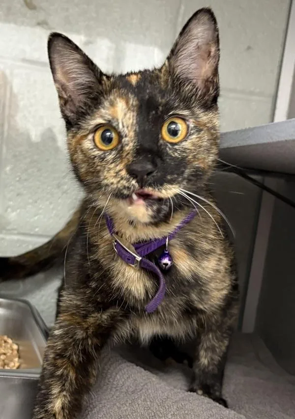 A young medium-sized female Domestic Short Hair cat named Star for adoption in Salt Lake City, UT