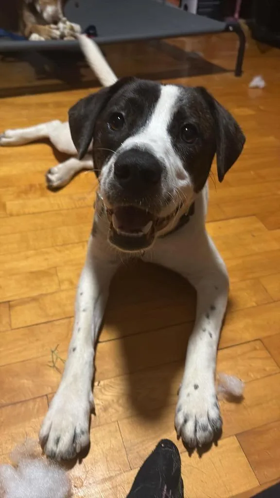 A baby medium-sized male Mixed Breed dog named Troll for adoption in Fond Du Lac, WI