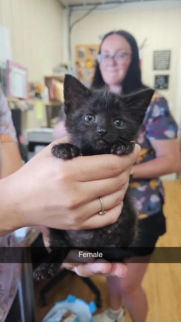 A baby small-sized female Domestic Short Hair cat named B for adoption in Greensburg, IN