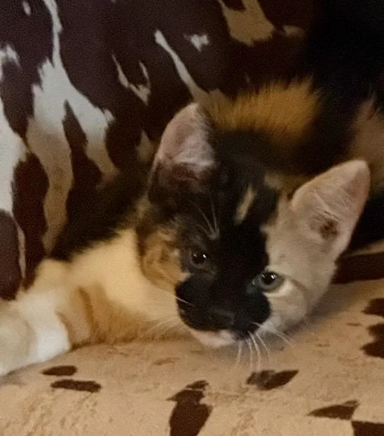 A young medium-sized female Calico Domestic Short Hair cat named Brownie for adoption in Snyder, TX