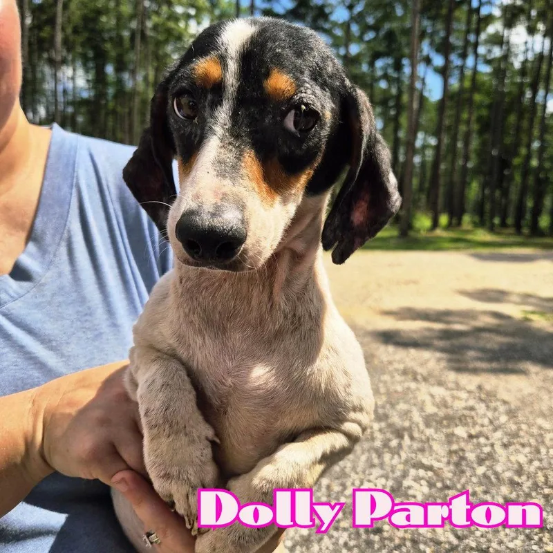 An adult medium-sized female Dachshund dog named Dolly Parton for adoption in San Antonio, TX