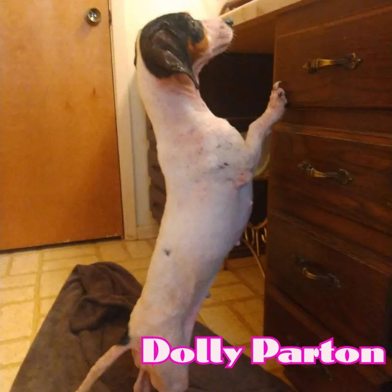 Dolly Parton thumbnail 3