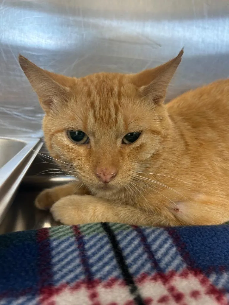 A young medium-sized male Domestic Short Hair cat named Zade for adoption in Hartsville, SC