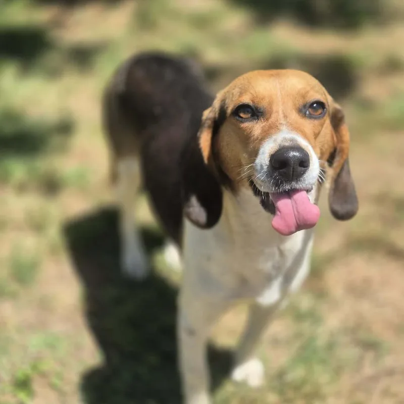 An adult small-sized female Black Beagle dog named Esther for adoption in Dover, AR