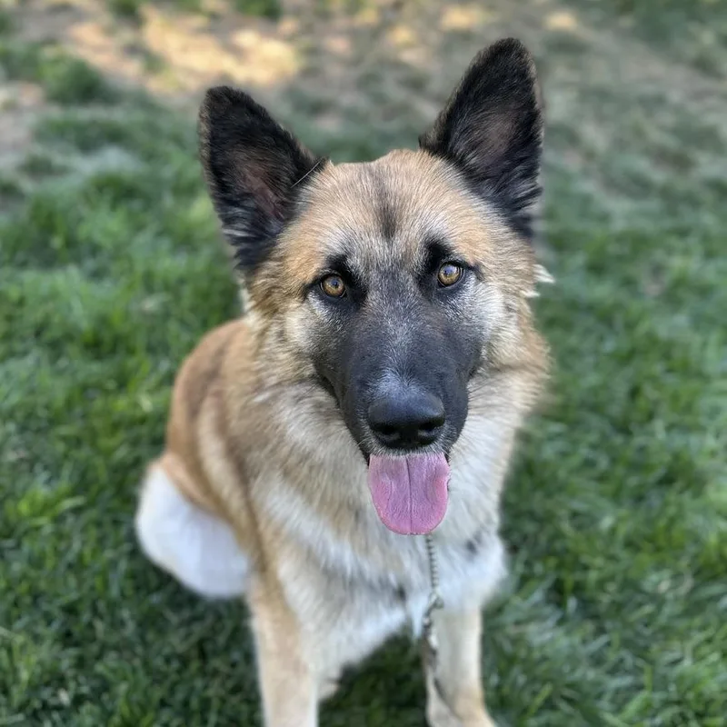 An adult medium-sized male Black German Shepherd Dog dog named Tag ECAS for adoption in Pleasanton, CA