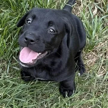 A baby large-sized female Black Labrador Retriever dog named Stevie Rocknroll for adoption in Andover, MA