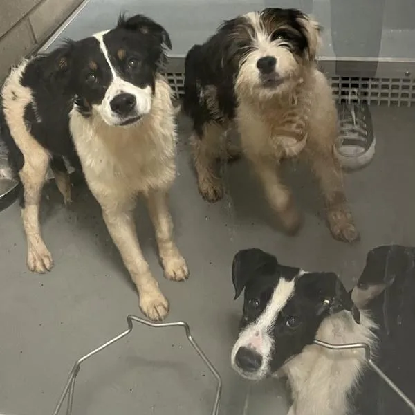 A baby small-sized male Border Collie dog named Chowder for adoption in Des Moines, IA