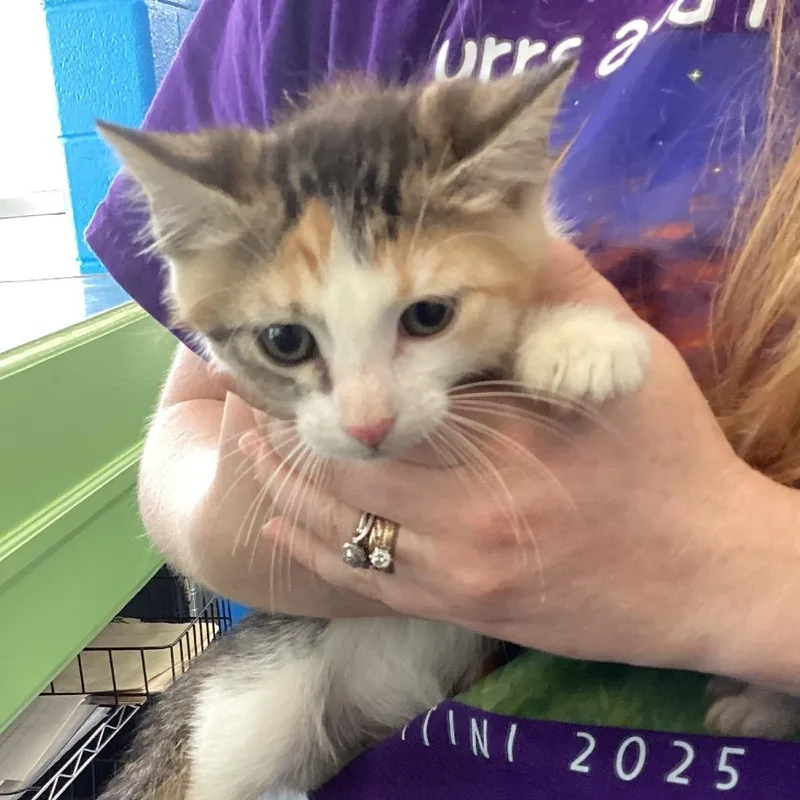 A baby small-sized female Calico Domestic Short Hair cat named Sissy for adoption in Montgomery, AL