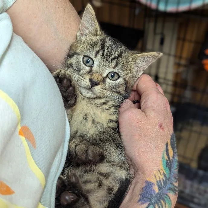 A baby small-sized male Brown / Chocolate Domestic Short Hair cat named Tadpole for adoption in Johnstown, PA