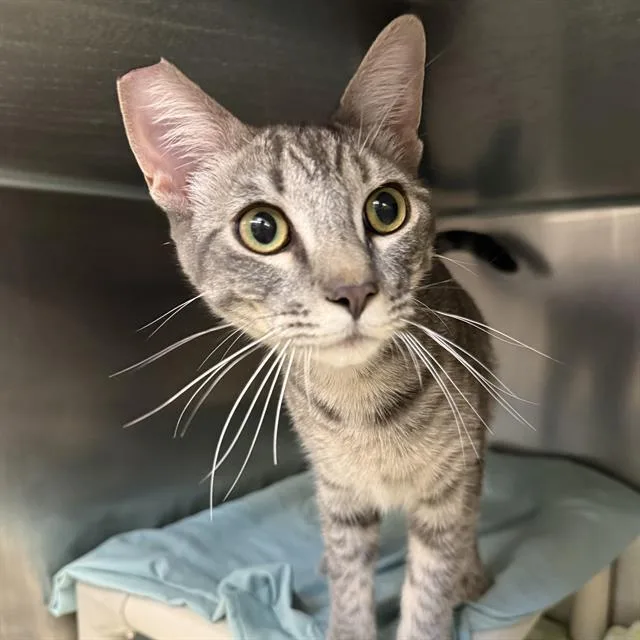 A young large-sized male Domestic Short Hair cat named Peewee for adoption in Las Vegas, NV