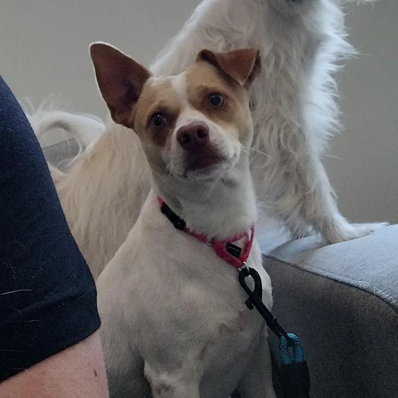 Gordo